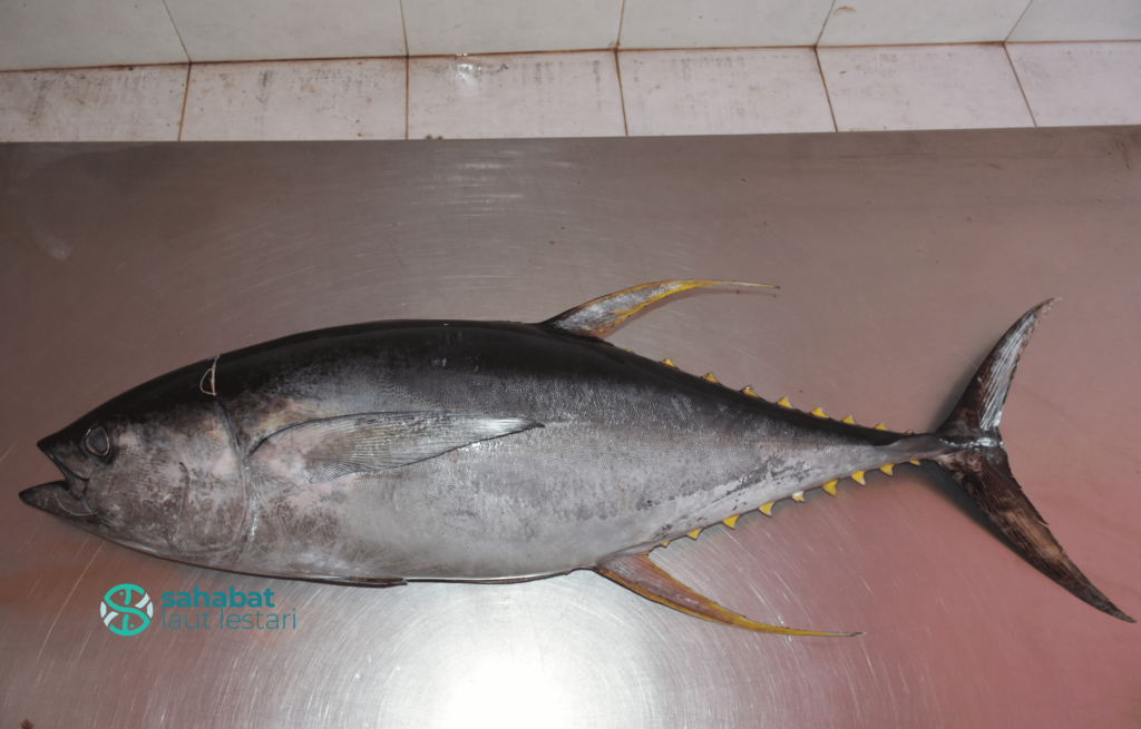 Tuna Fish Species Overview